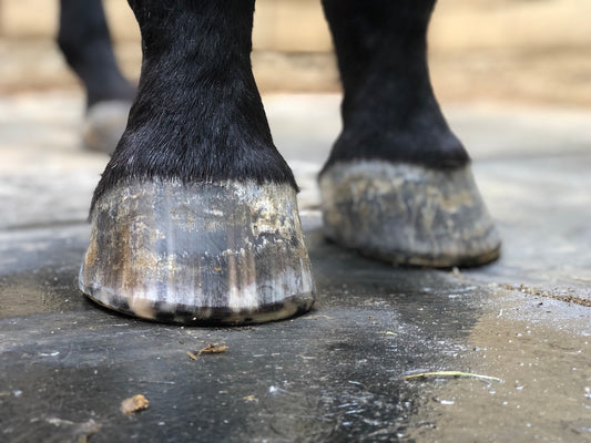 Hoof Trim