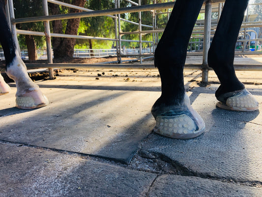 Glue-on shoes (Full)